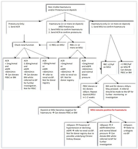File:Urine algorithm.jpg